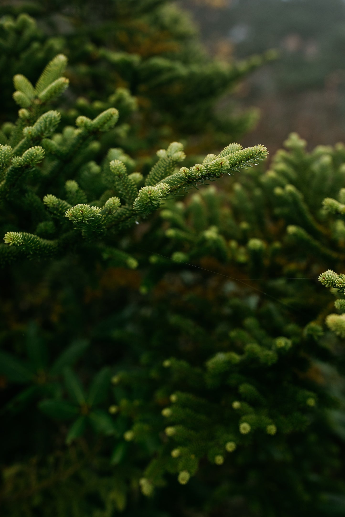 Fraser Fir