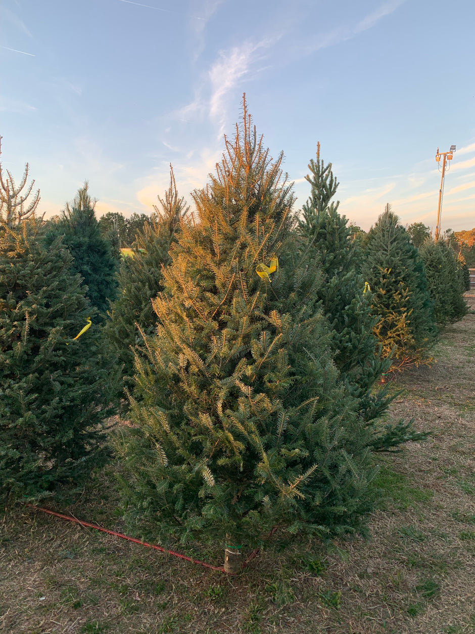 Products Bacon Brothers Timber