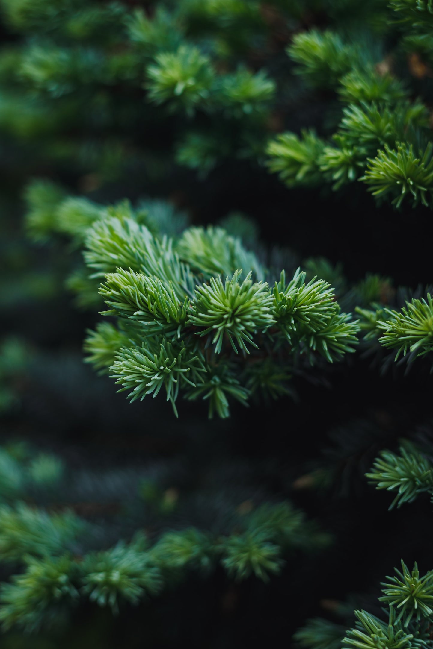 Balsam Fir