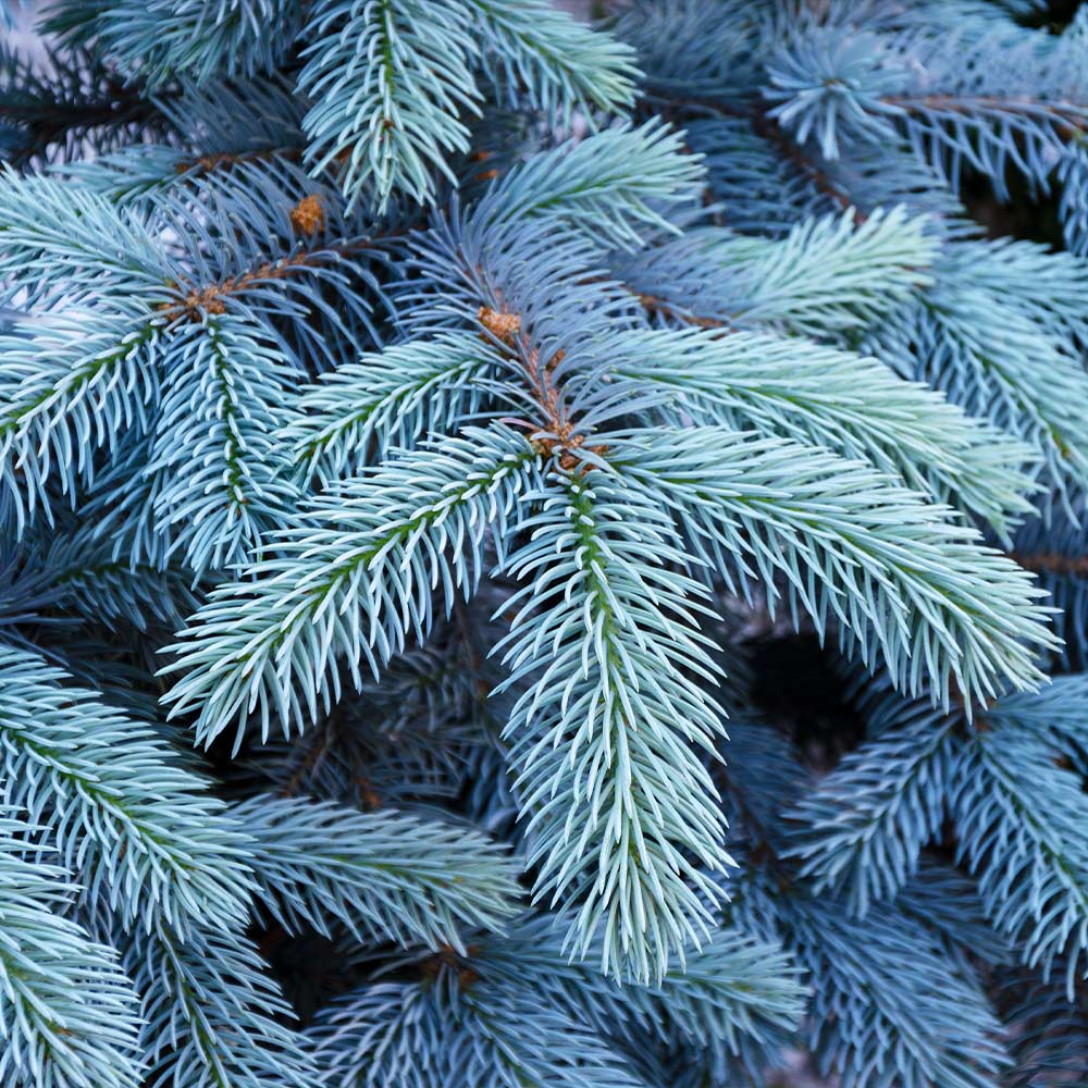 Cooks Blue Balsam -ONLINE Only
