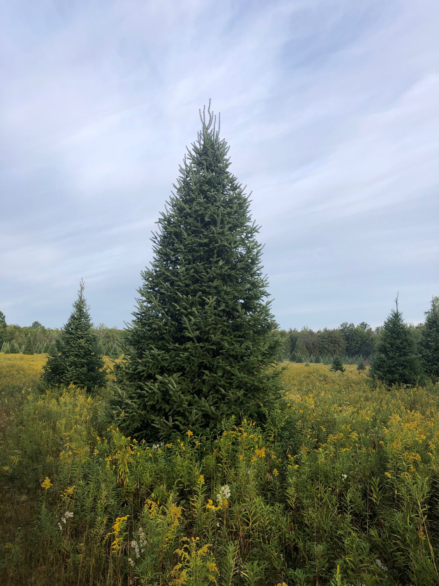 Fraser Fir