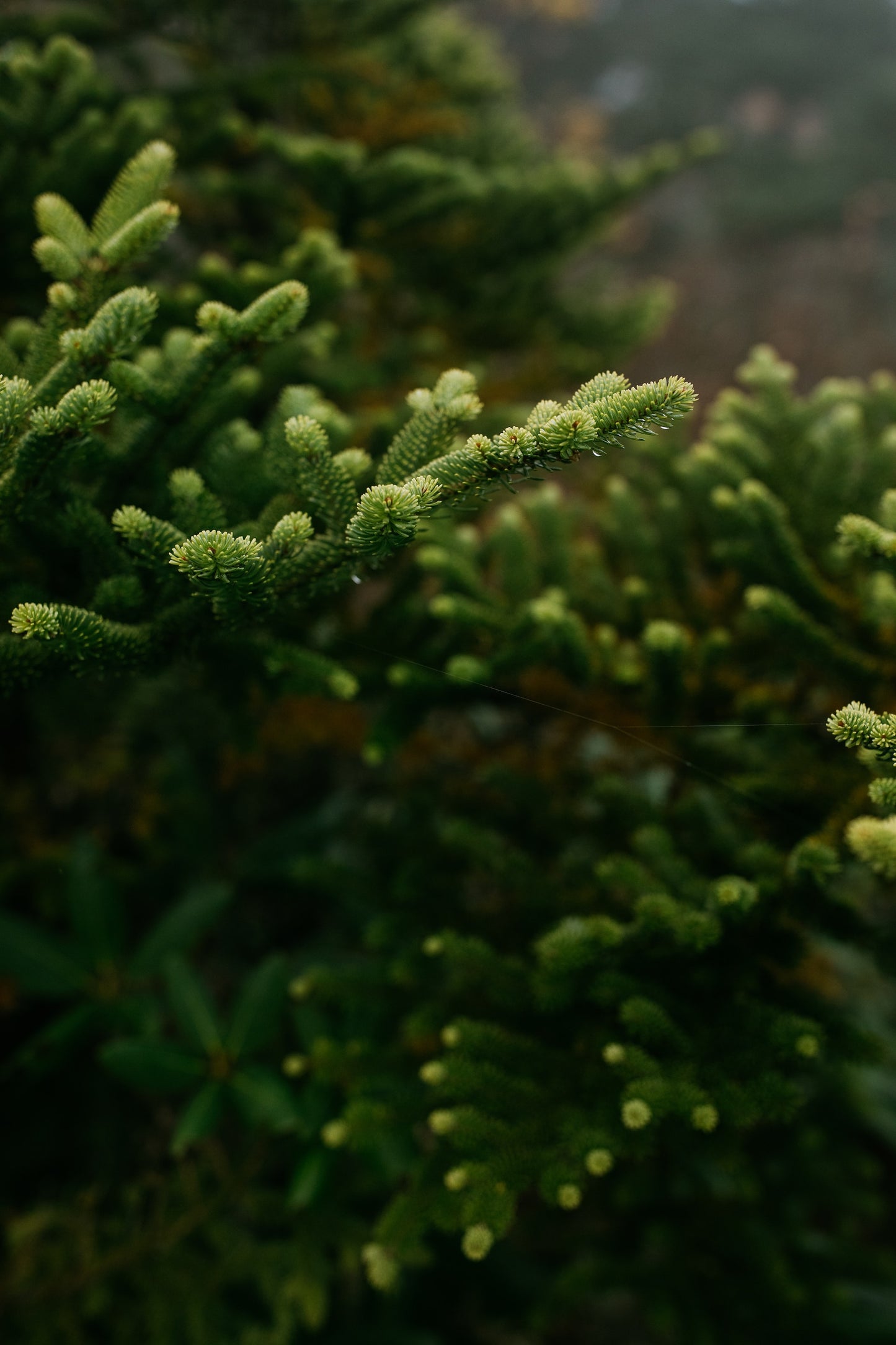 Fraser Fir