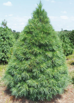 White Pine - ONLINE only