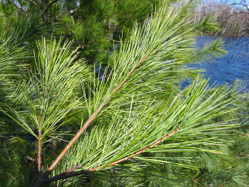 White Pine - ONLINE only